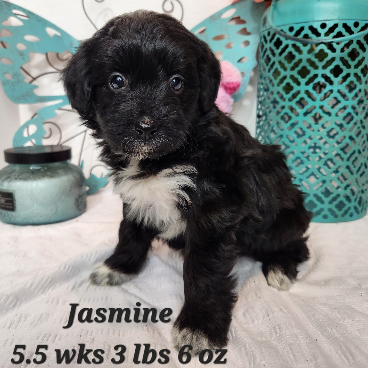 Jasmine