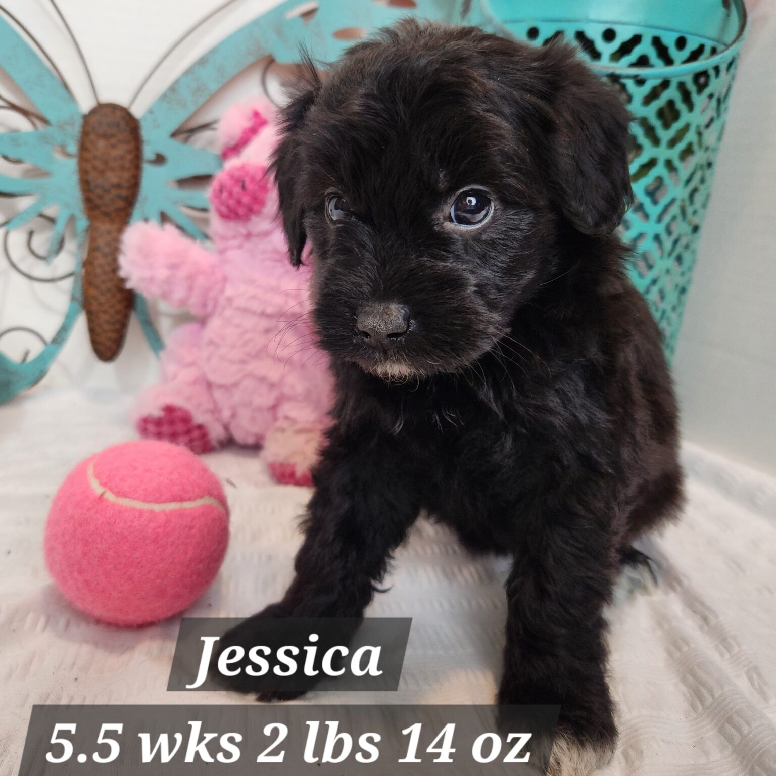 Jessica