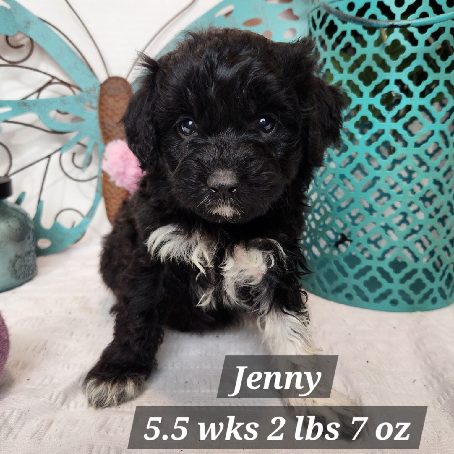 Jenny