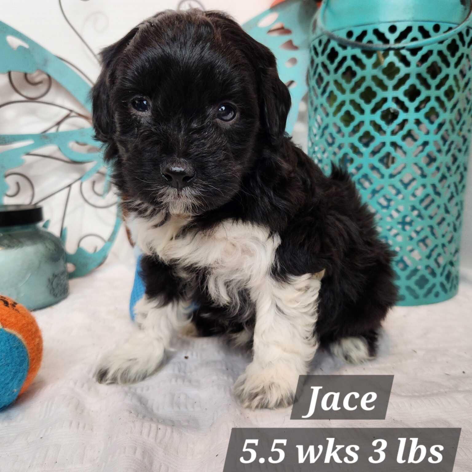 Jace