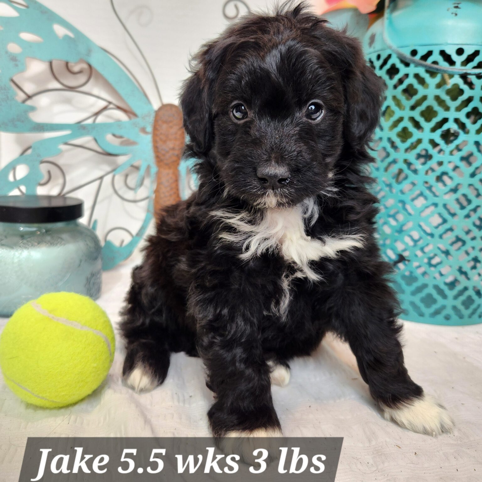 Jake