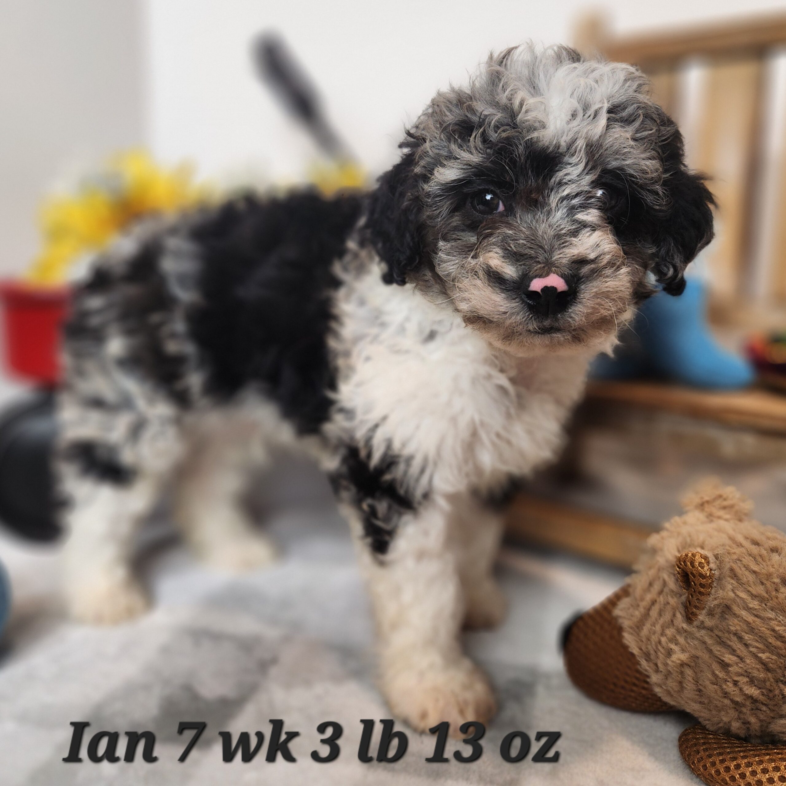 miniature aussiedoodle f1b