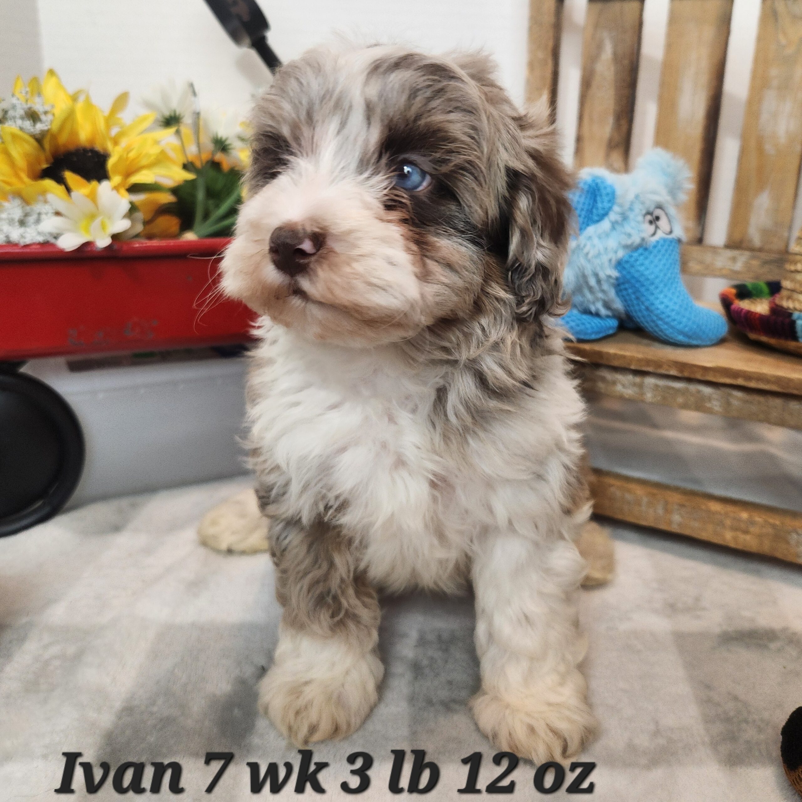 miniature aussiedoodle f1b