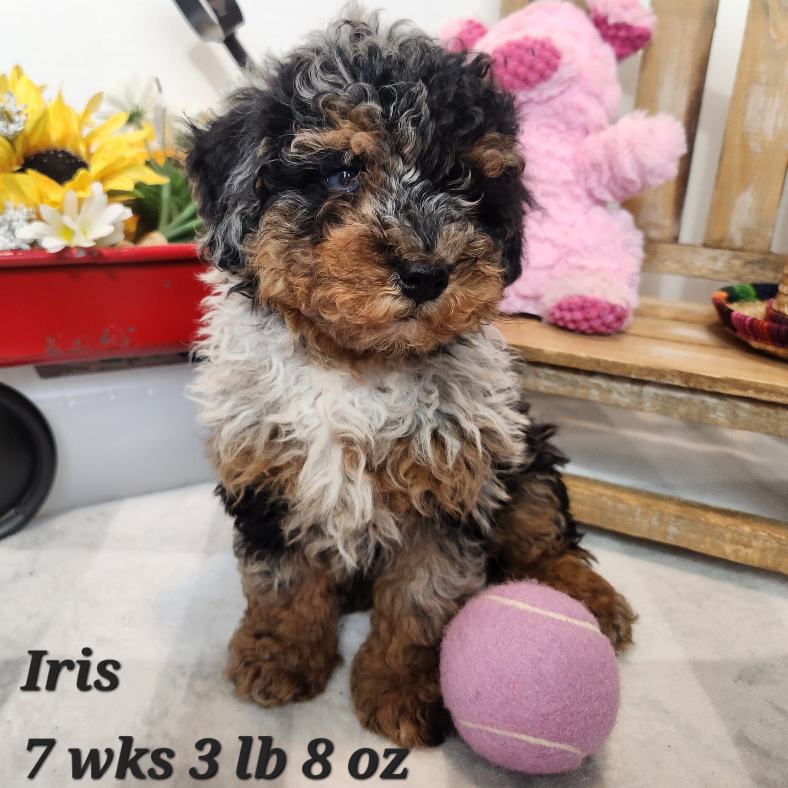 miniature aussiedoodle f1b