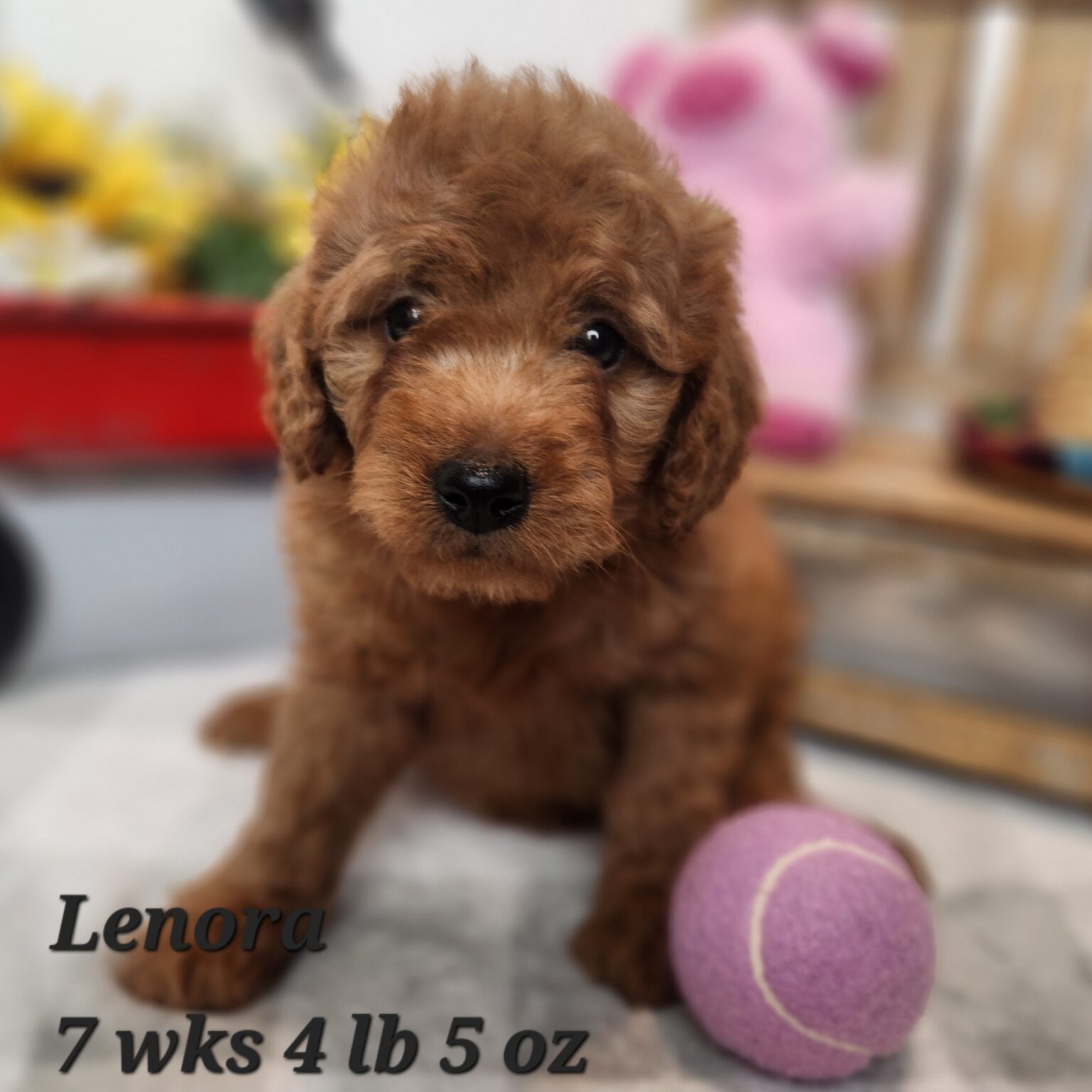 Lenora
