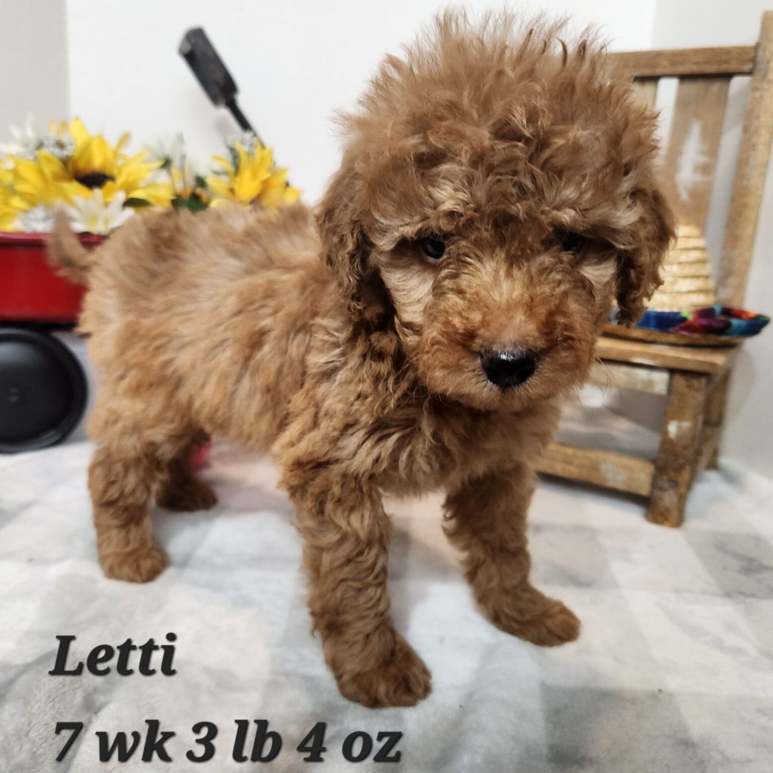 Letti