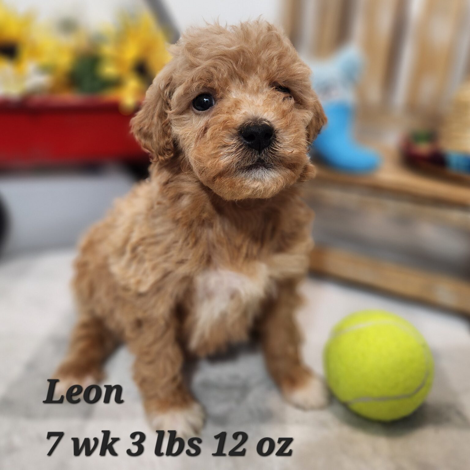 Leon