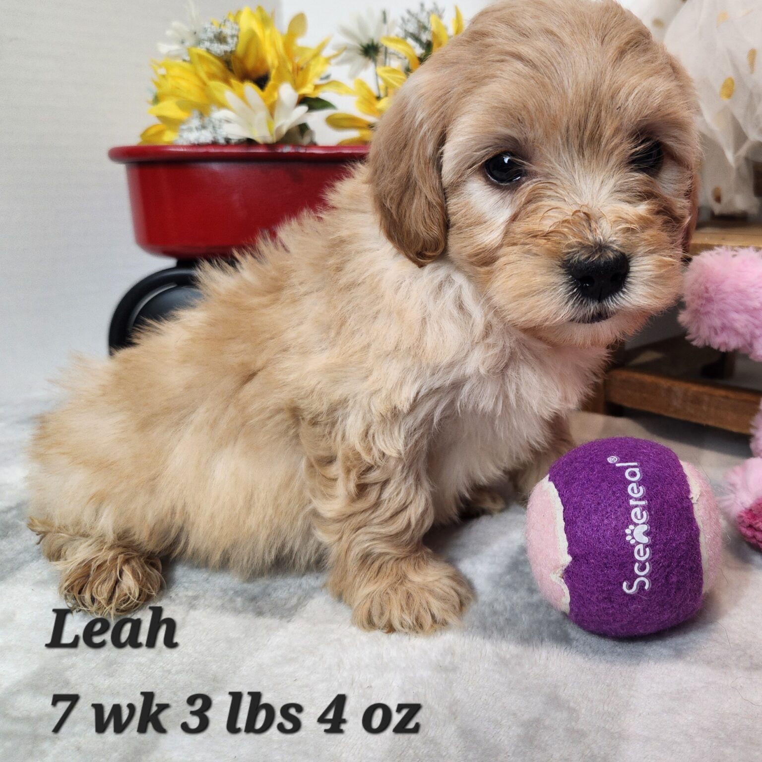 Leah