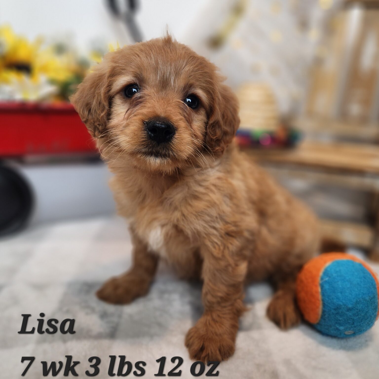 Lisa