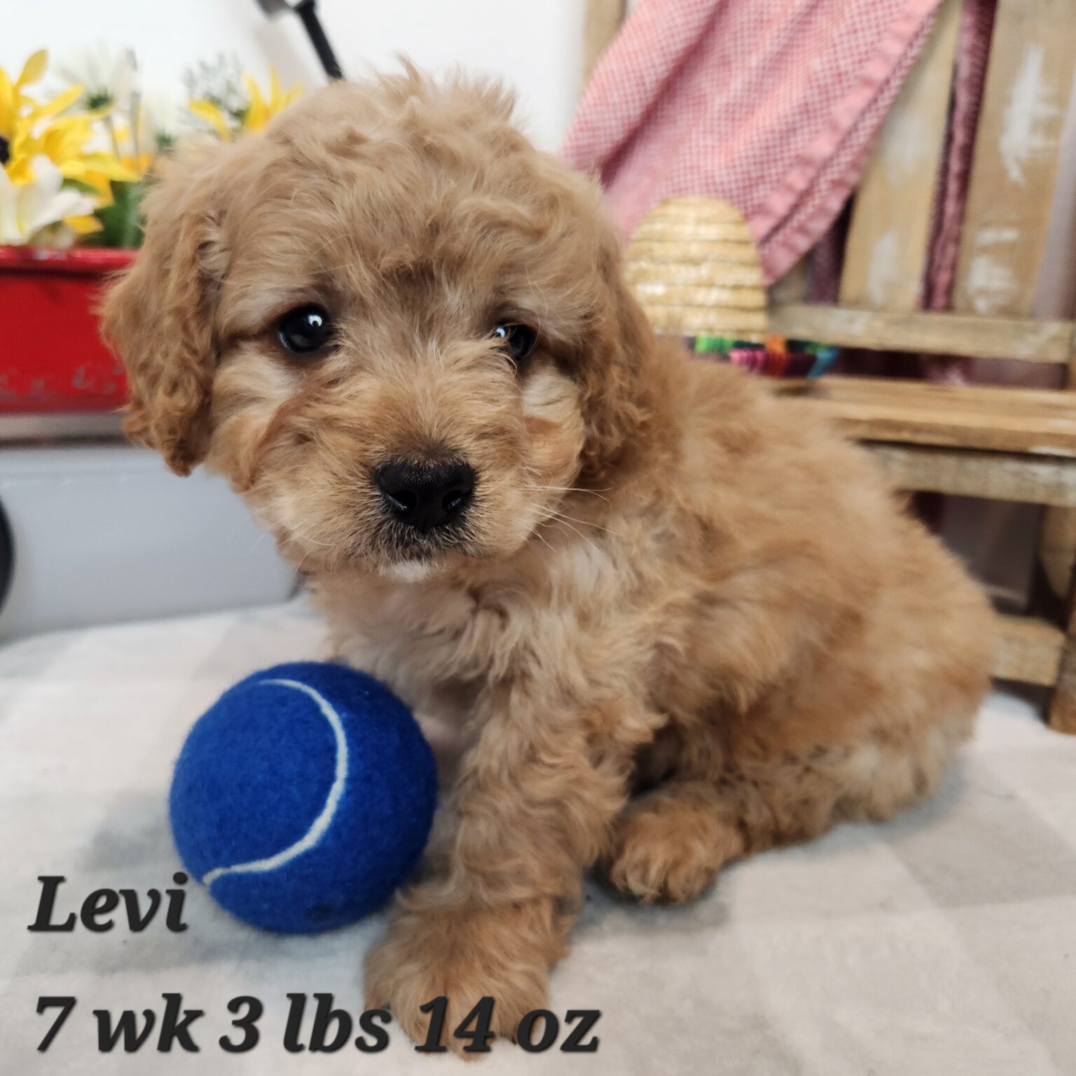 Levi