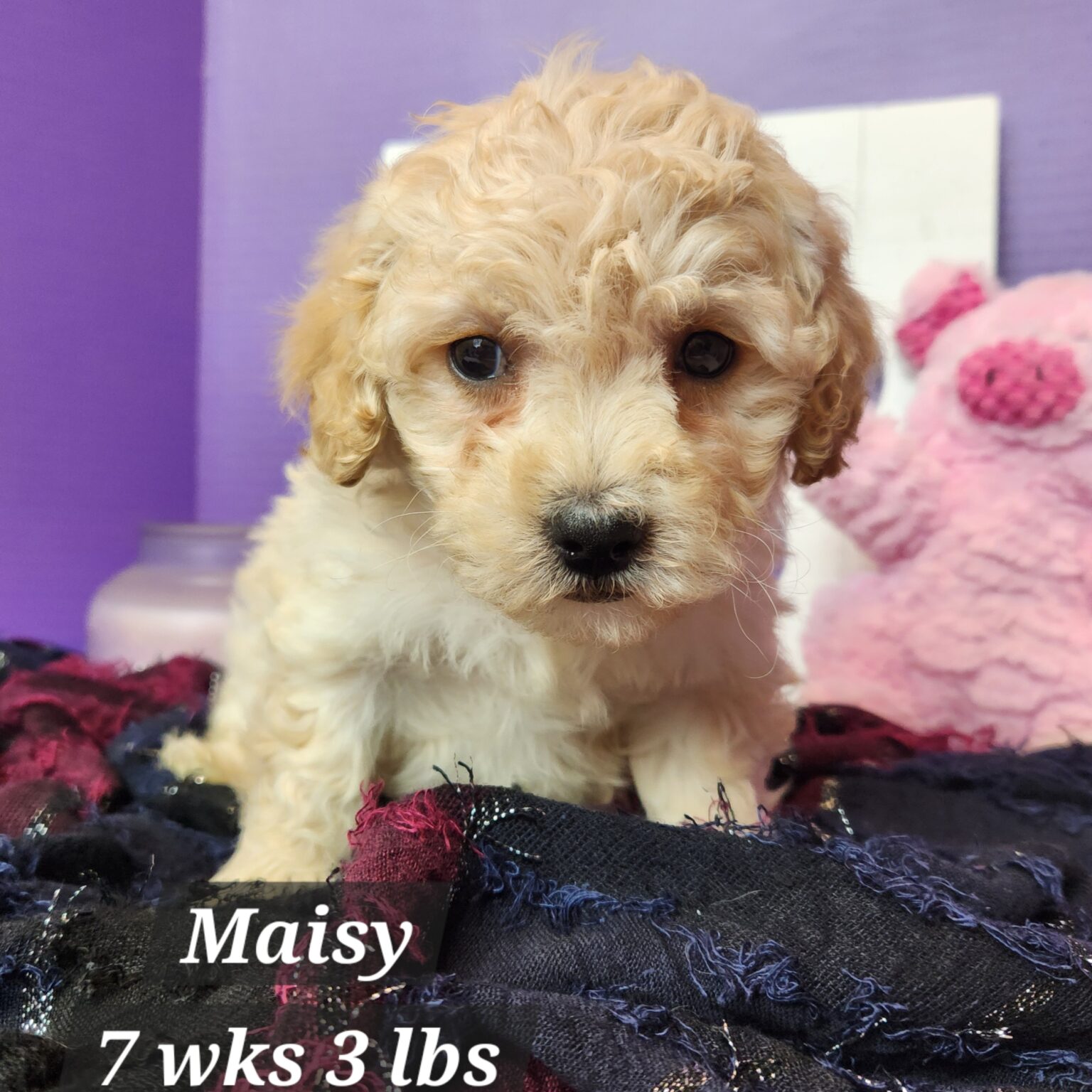 Maisy