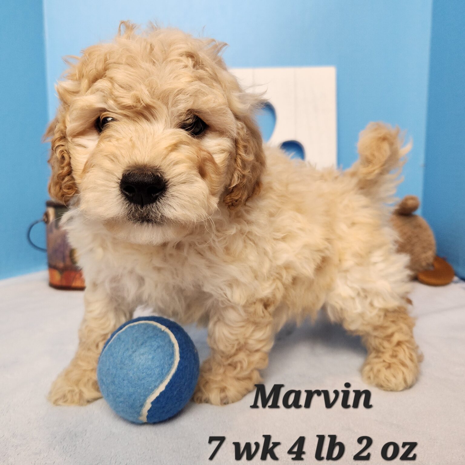 Marvin
