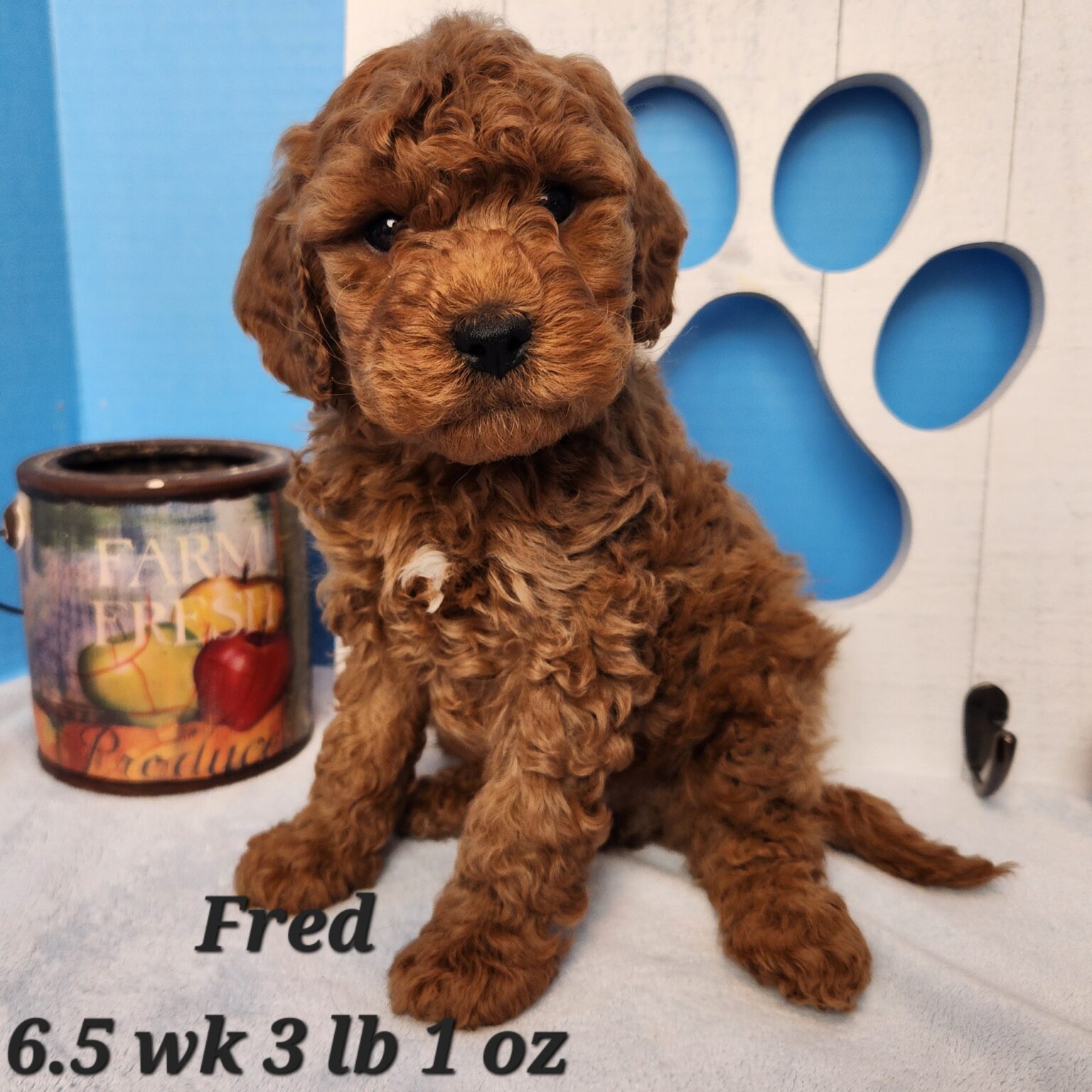 F1bb Fred