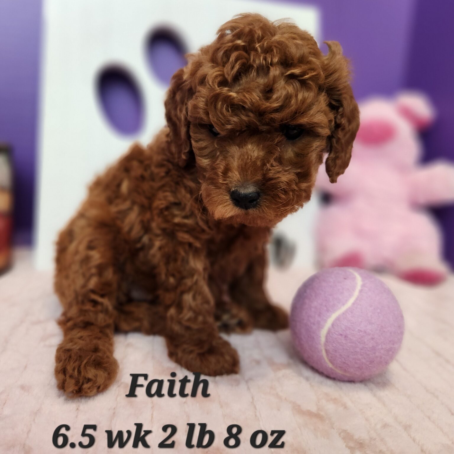 F1bb Faith