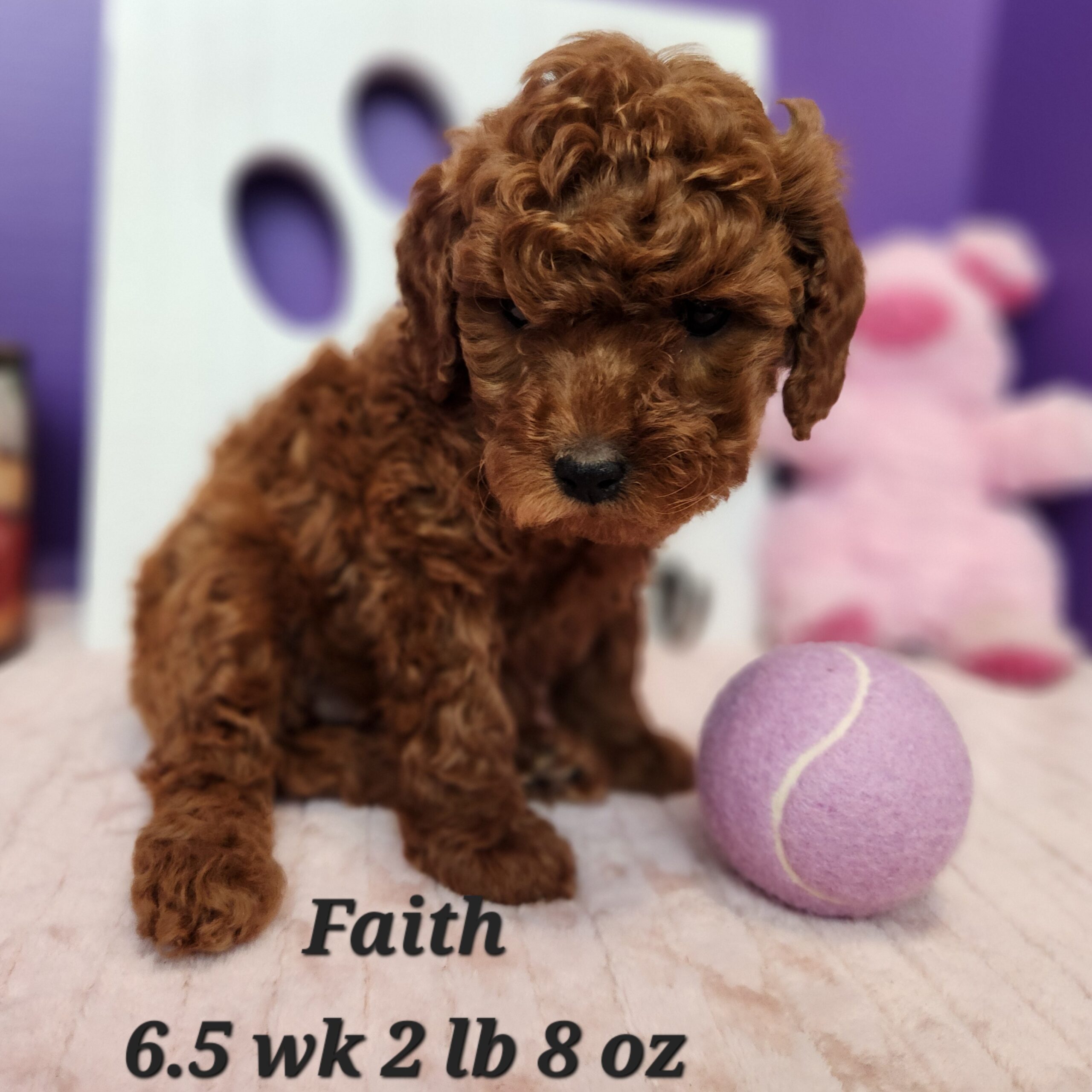Small Mini Goldendoodl female red for adoption in Nebraska