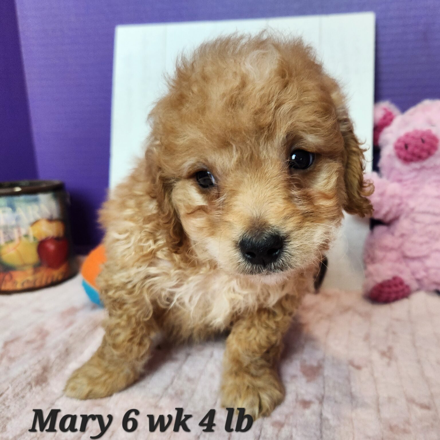 Mary