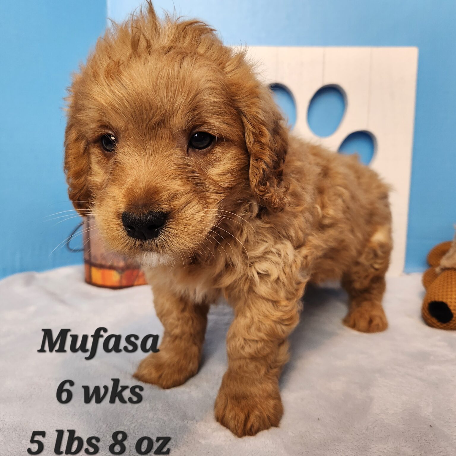 Mufasa