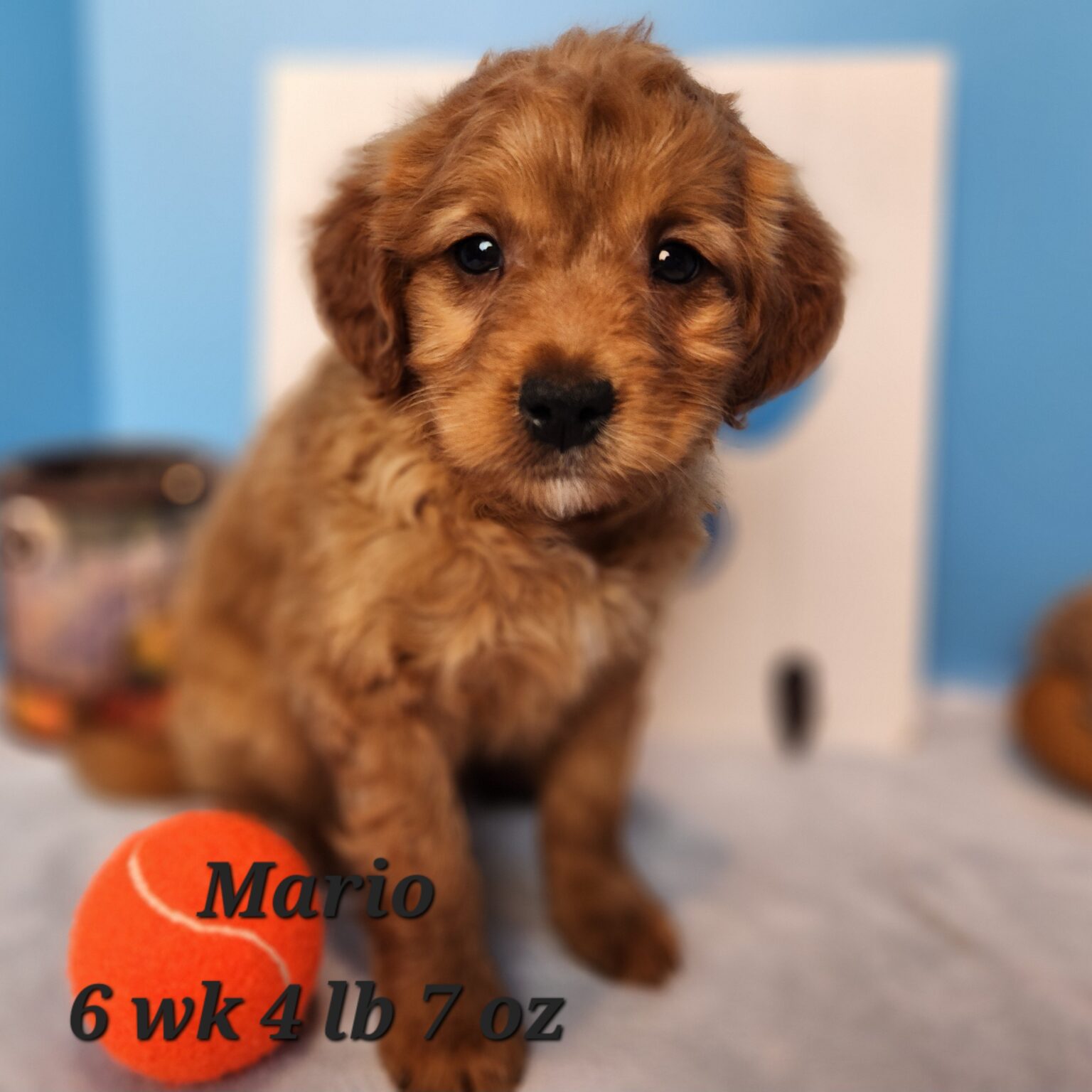 Mario