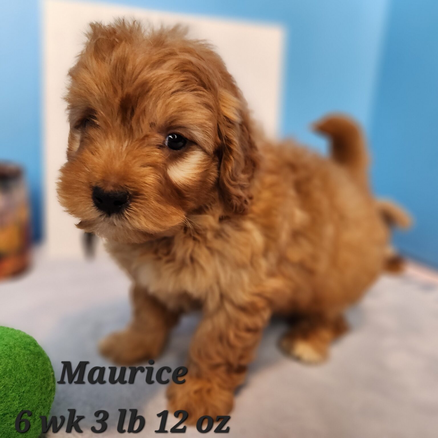 Maurice