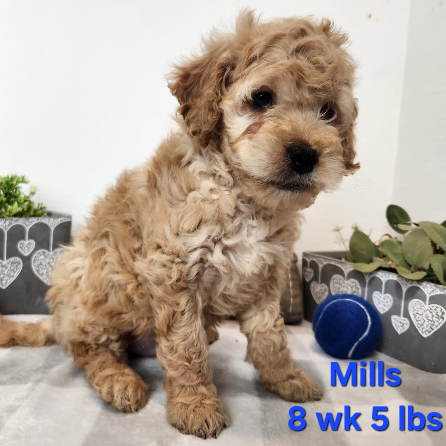 Mills