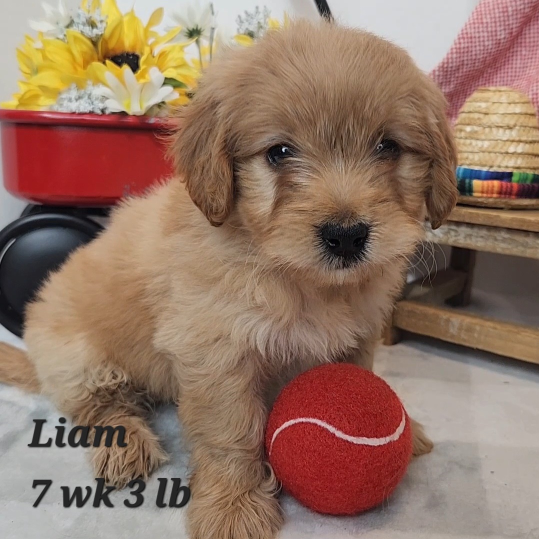Liam