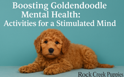 Boosting Goldendoodle Mental Health: Activities for a Stimulated Mind