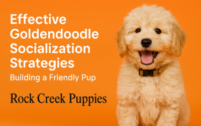 Effective Goldendoodle Socialization Strategies: Building a Friendly Pup