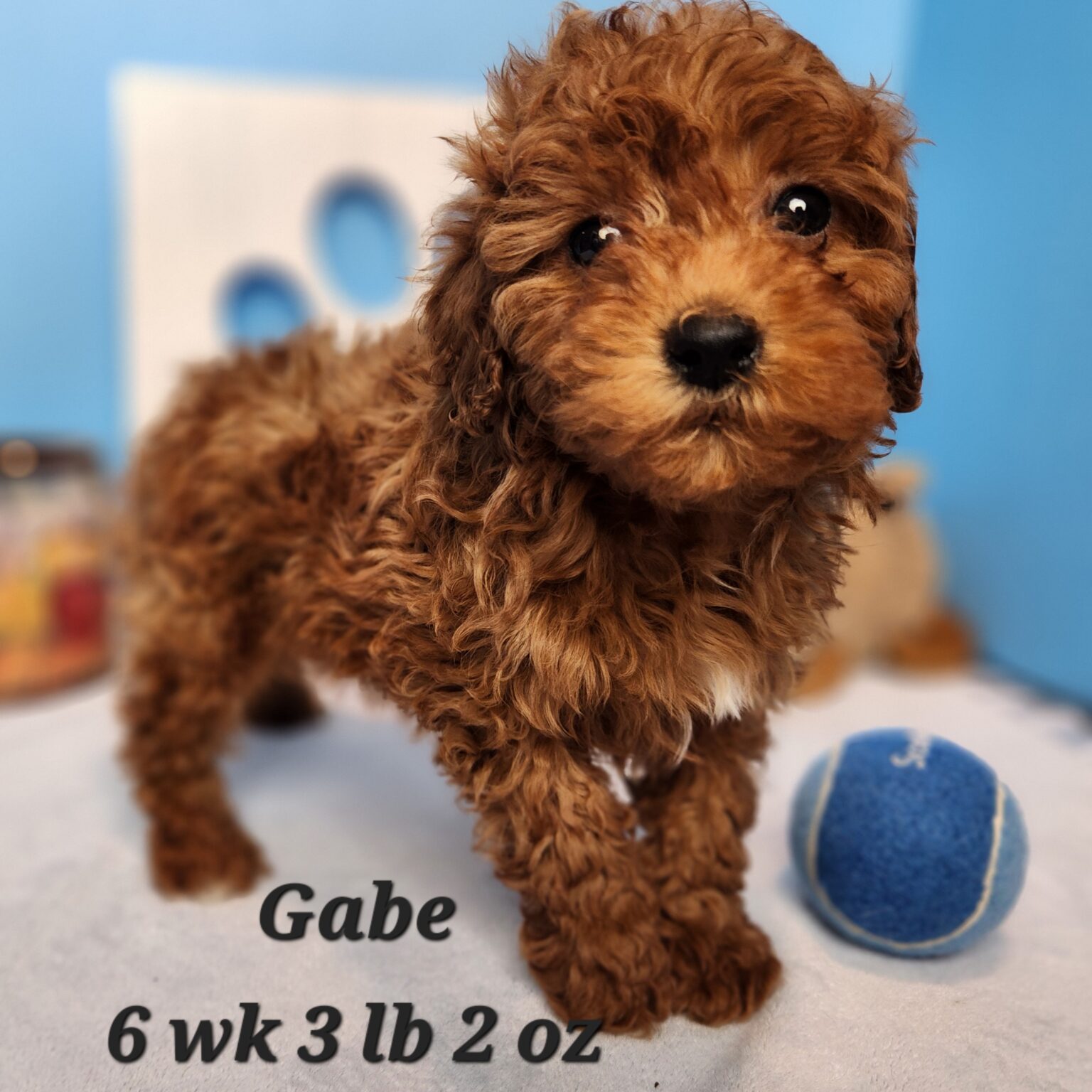Gabe