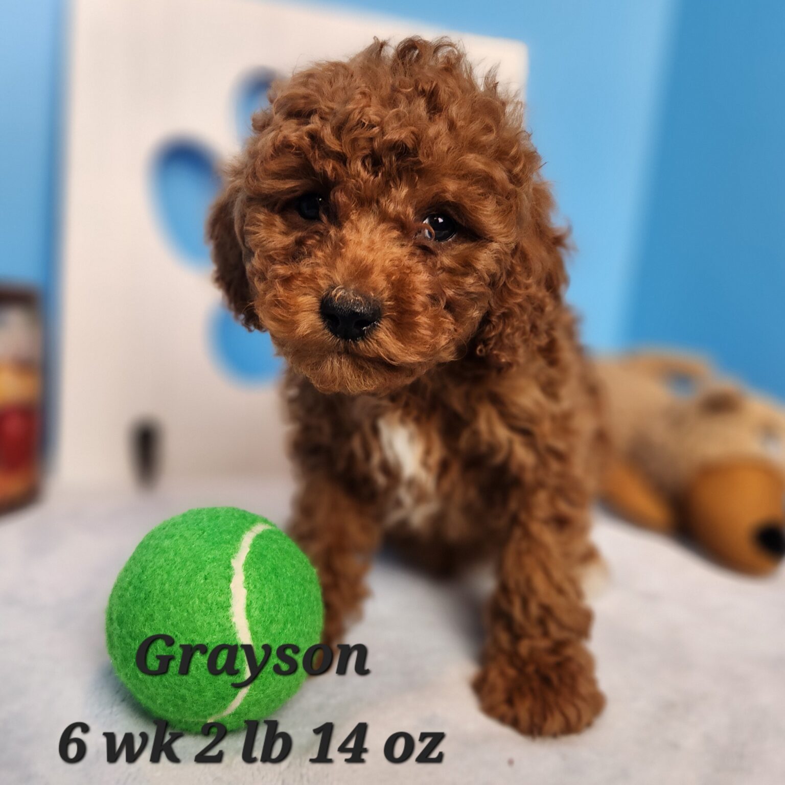 Grayson