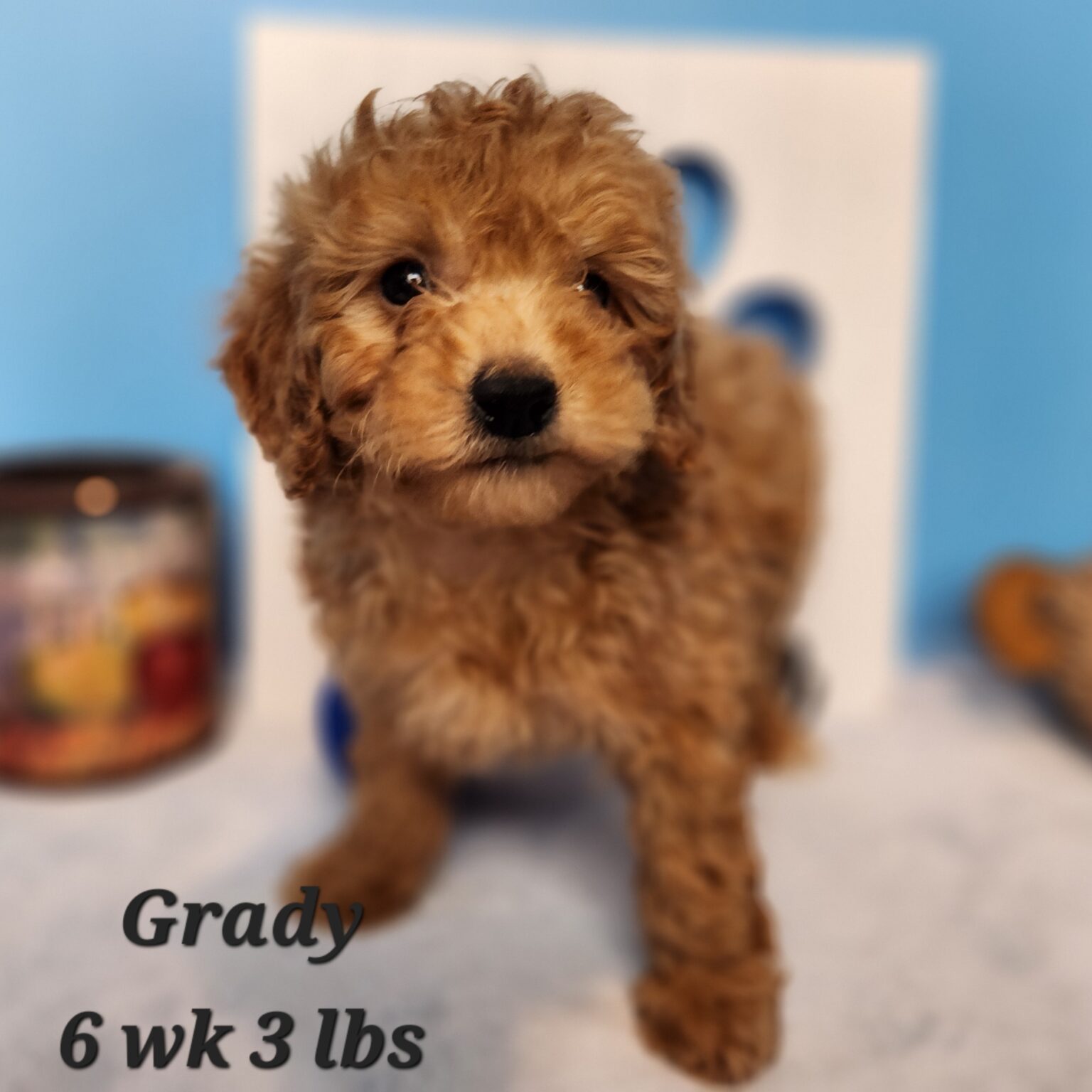 Grady
