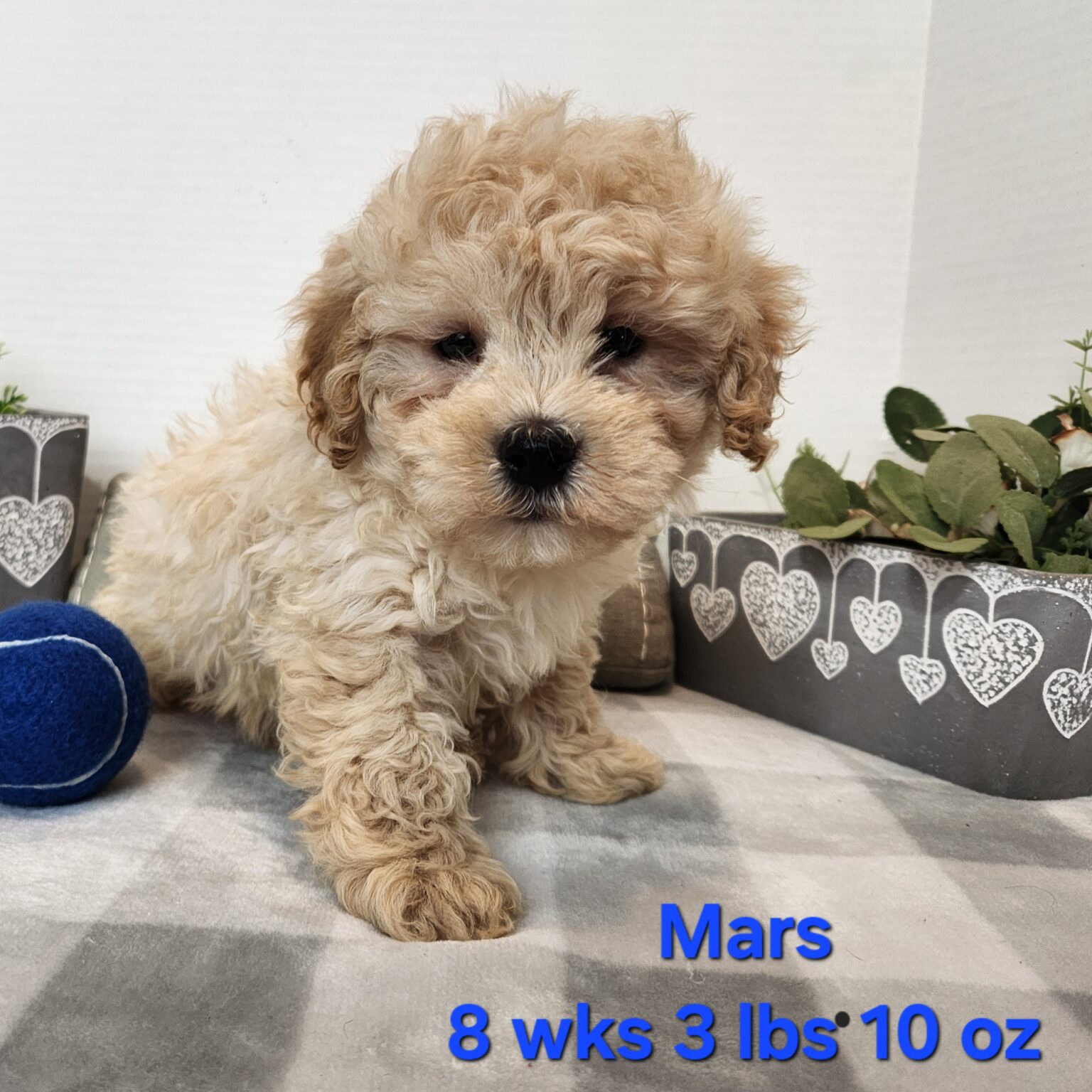 Mars