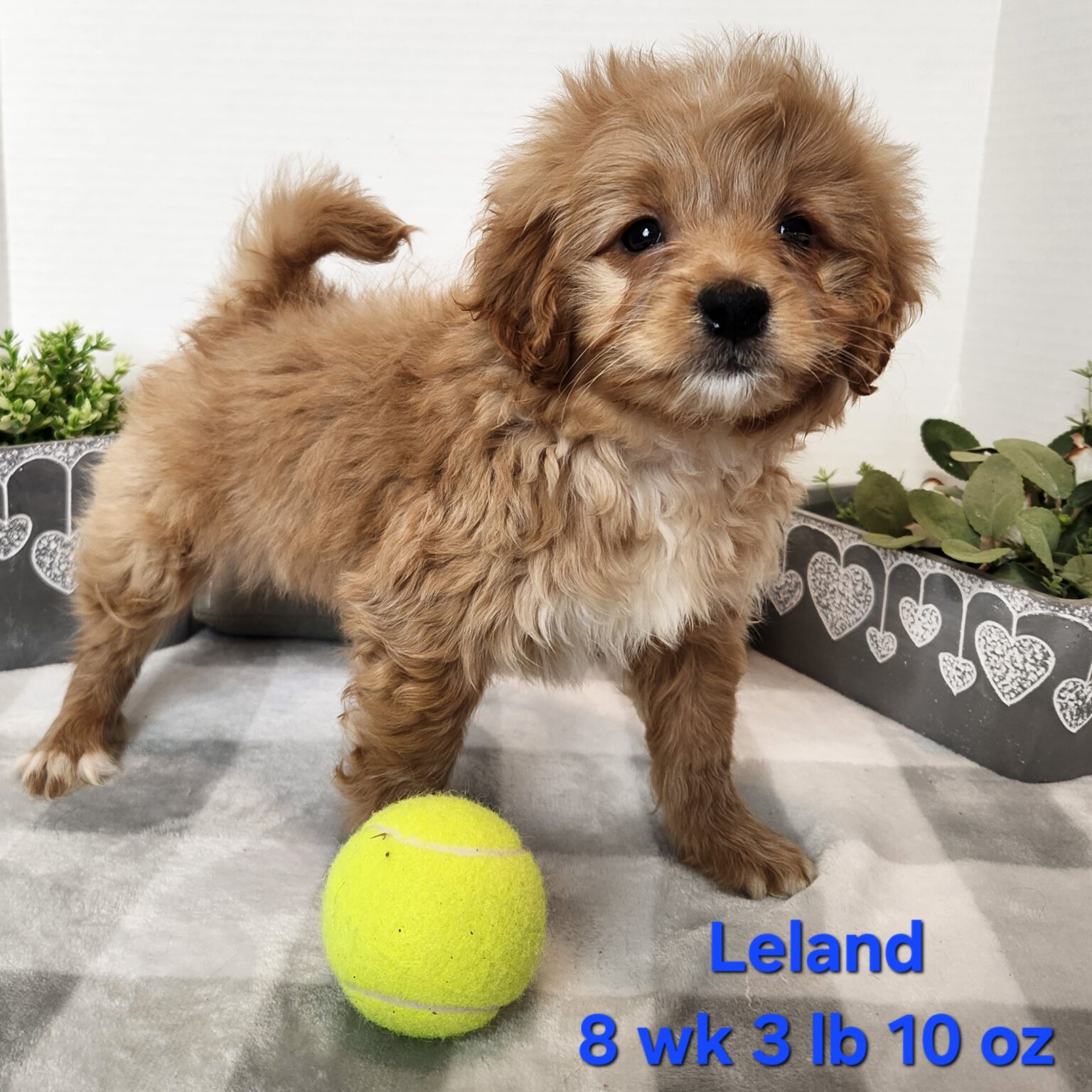 Leland