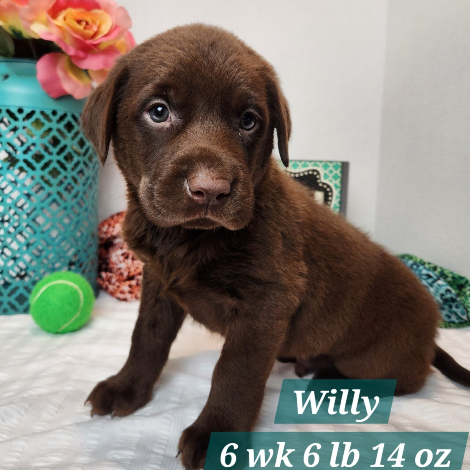Willy