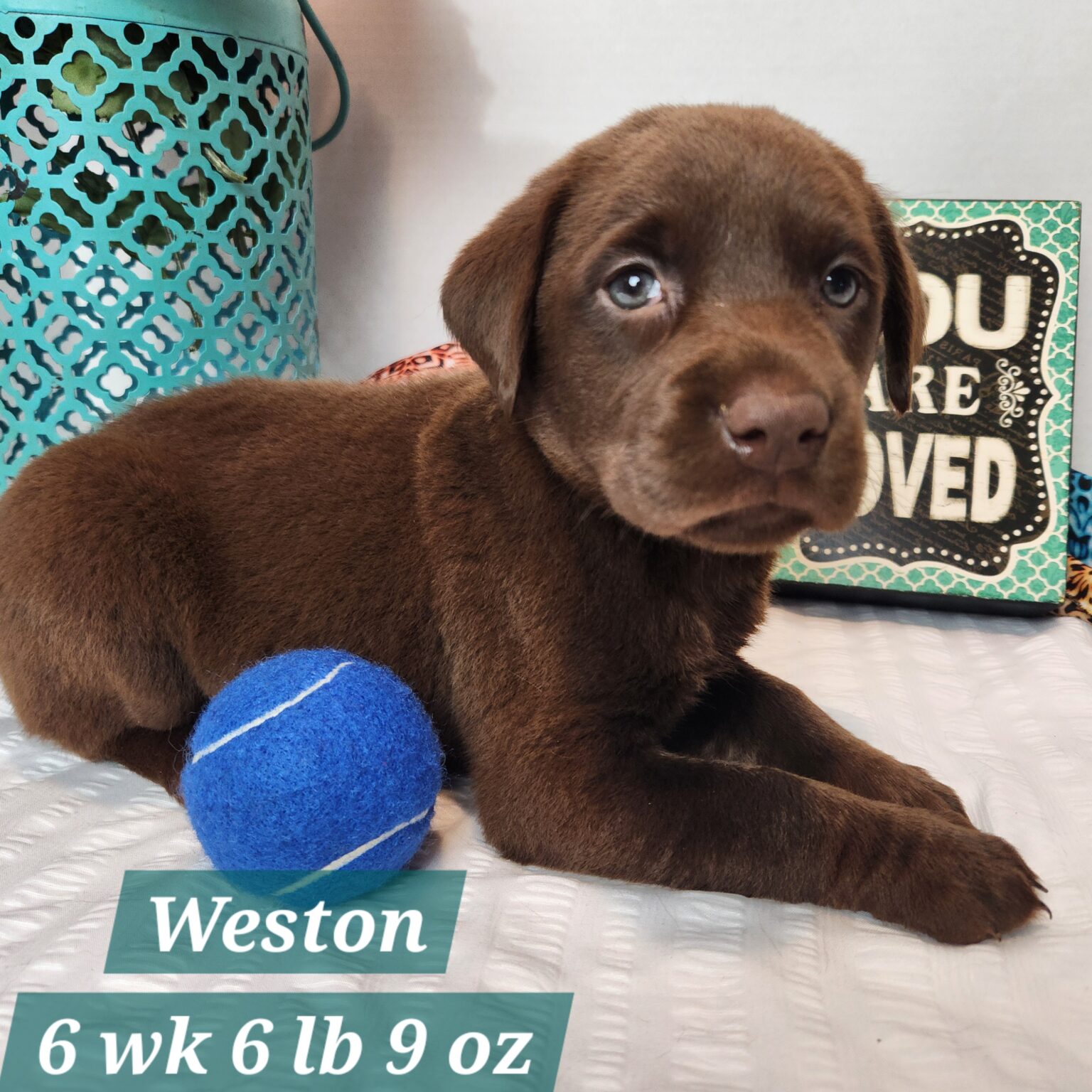 Weston
