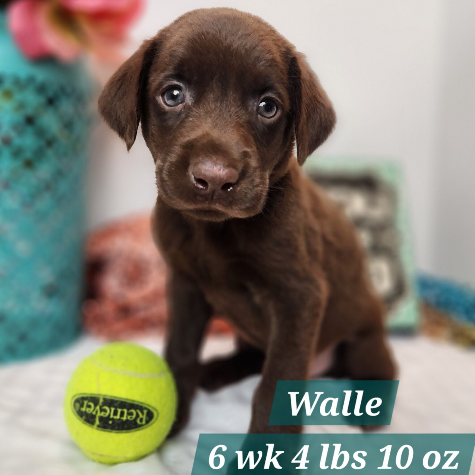 Walle