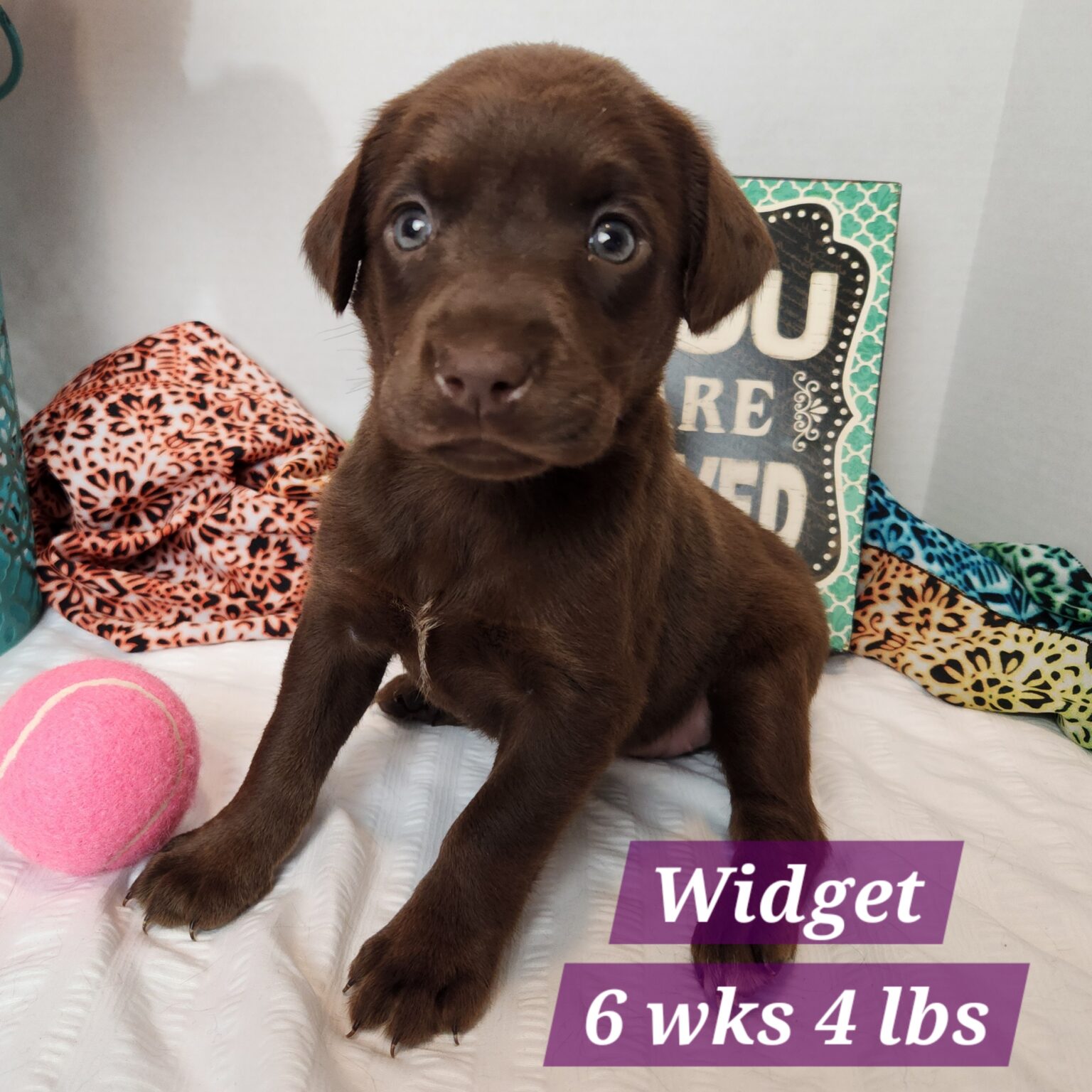 Widget
