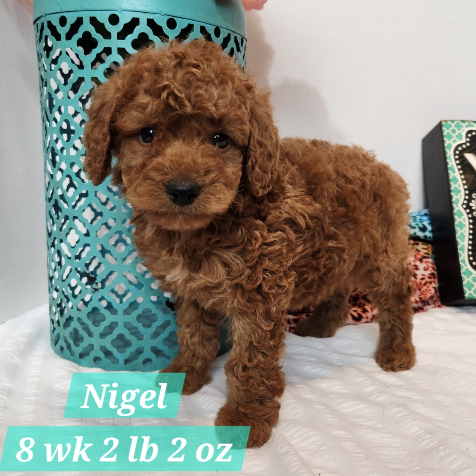 F1bb Nigel