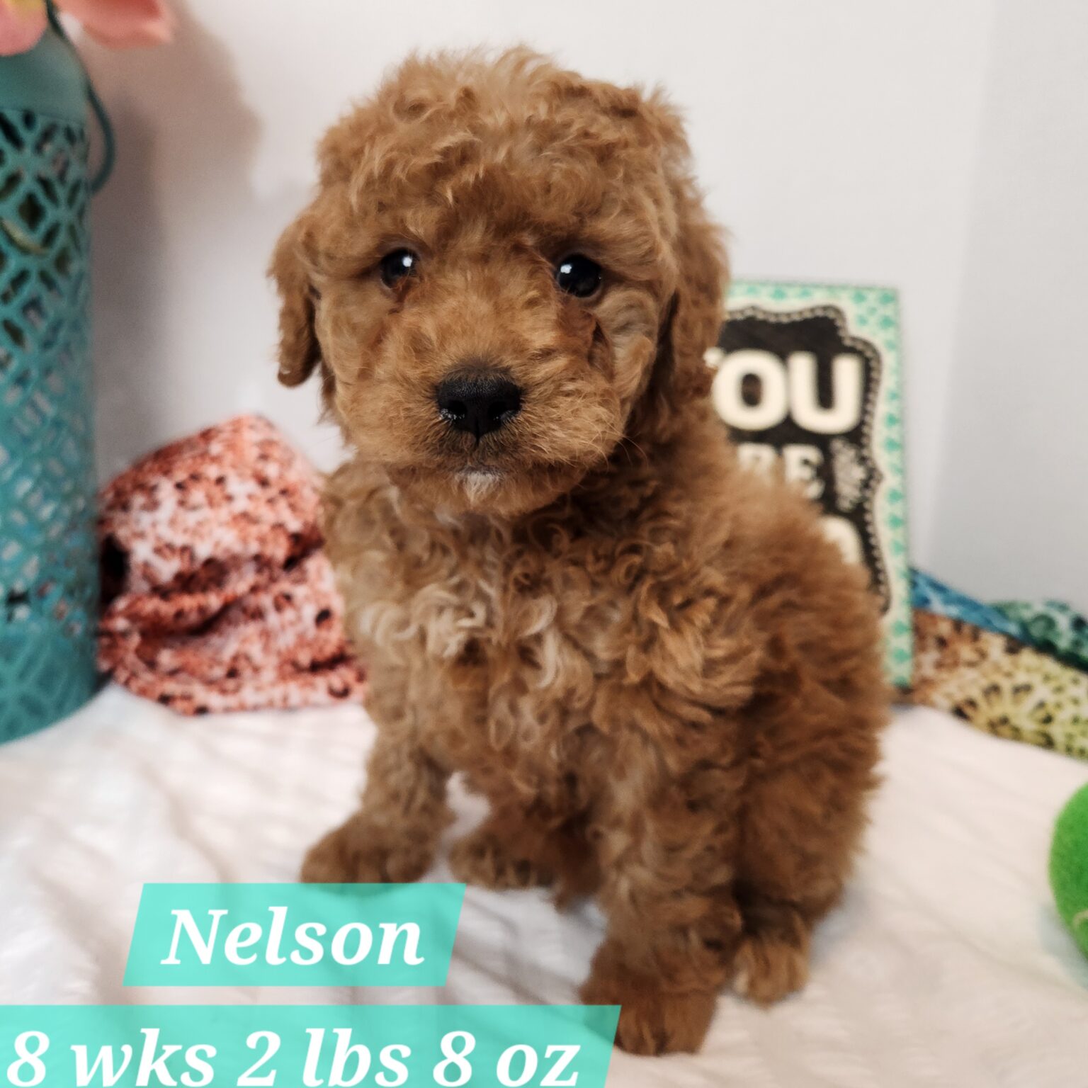 F1bb Nelson