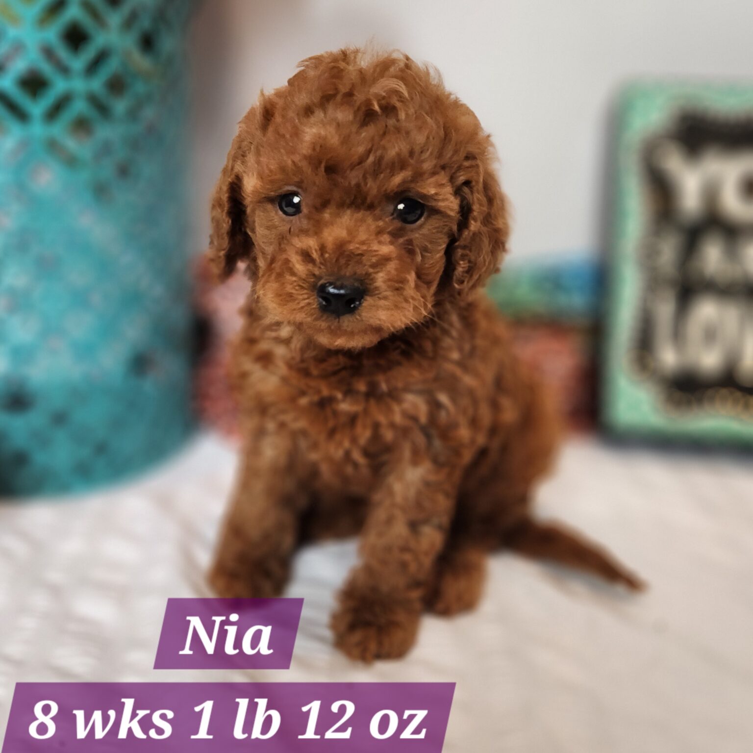F1bb Nia