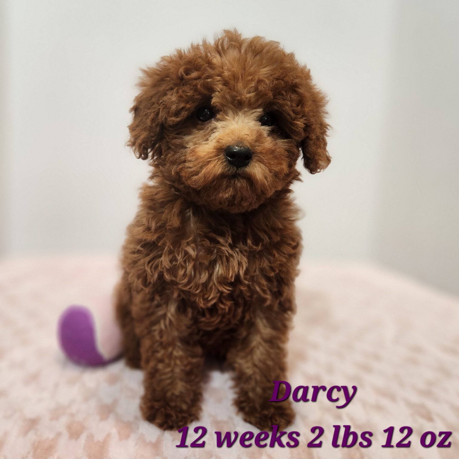 F1bb Darcy