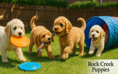 5 Fun Games to Turbo-Charge Your Goldendoodle’s Social Skills