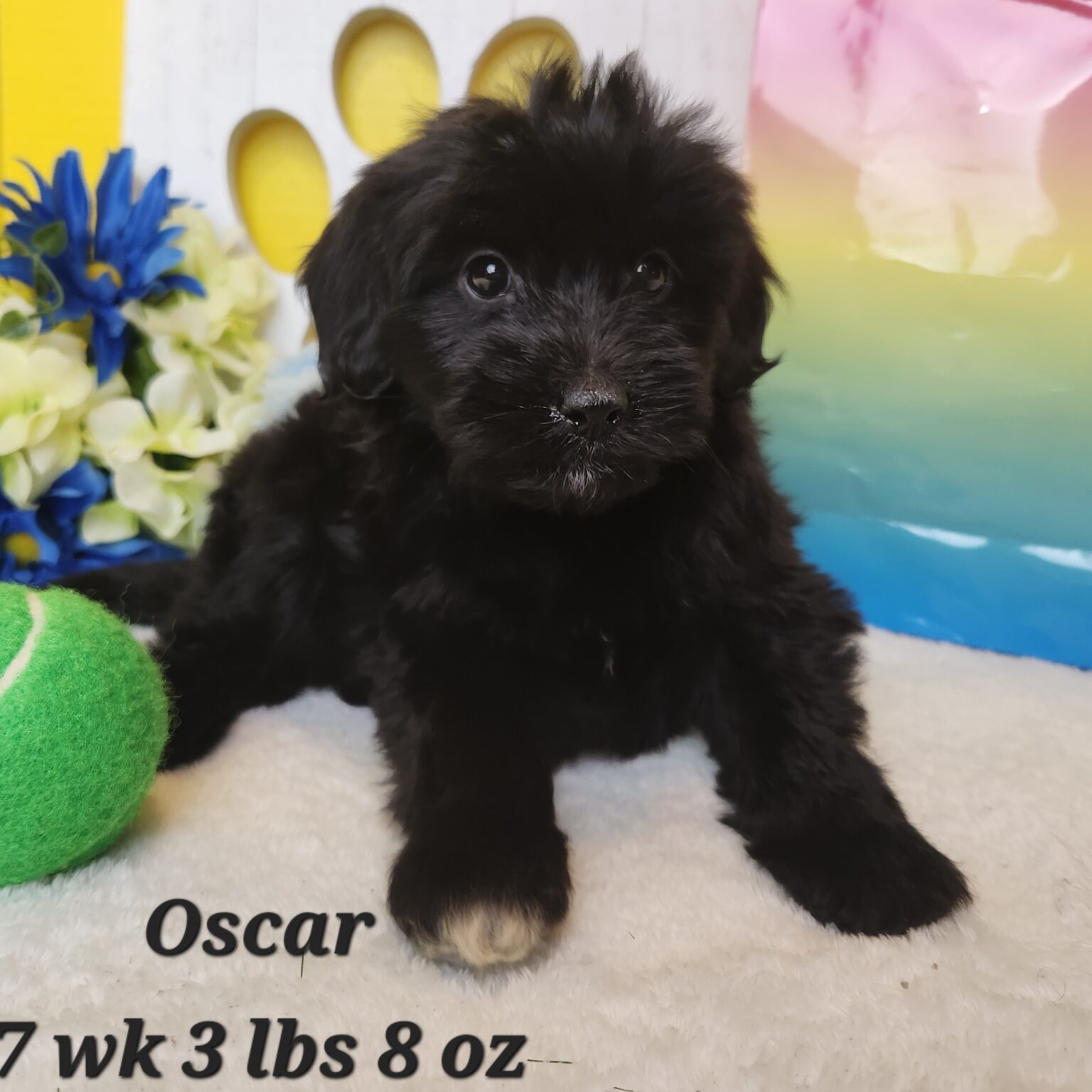 Oscar