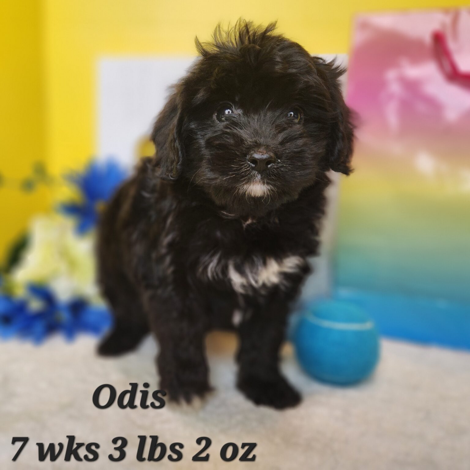 Odis