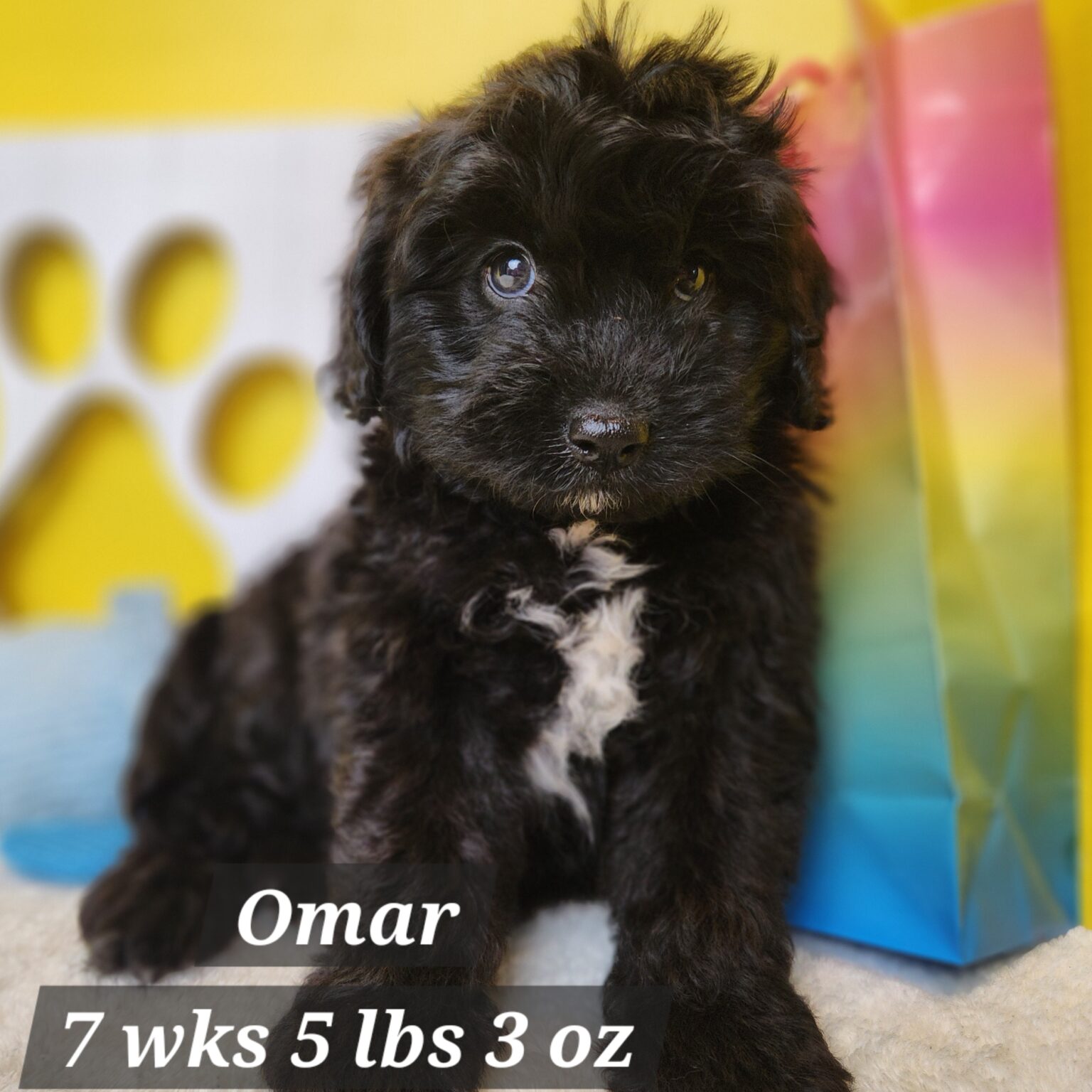Omar