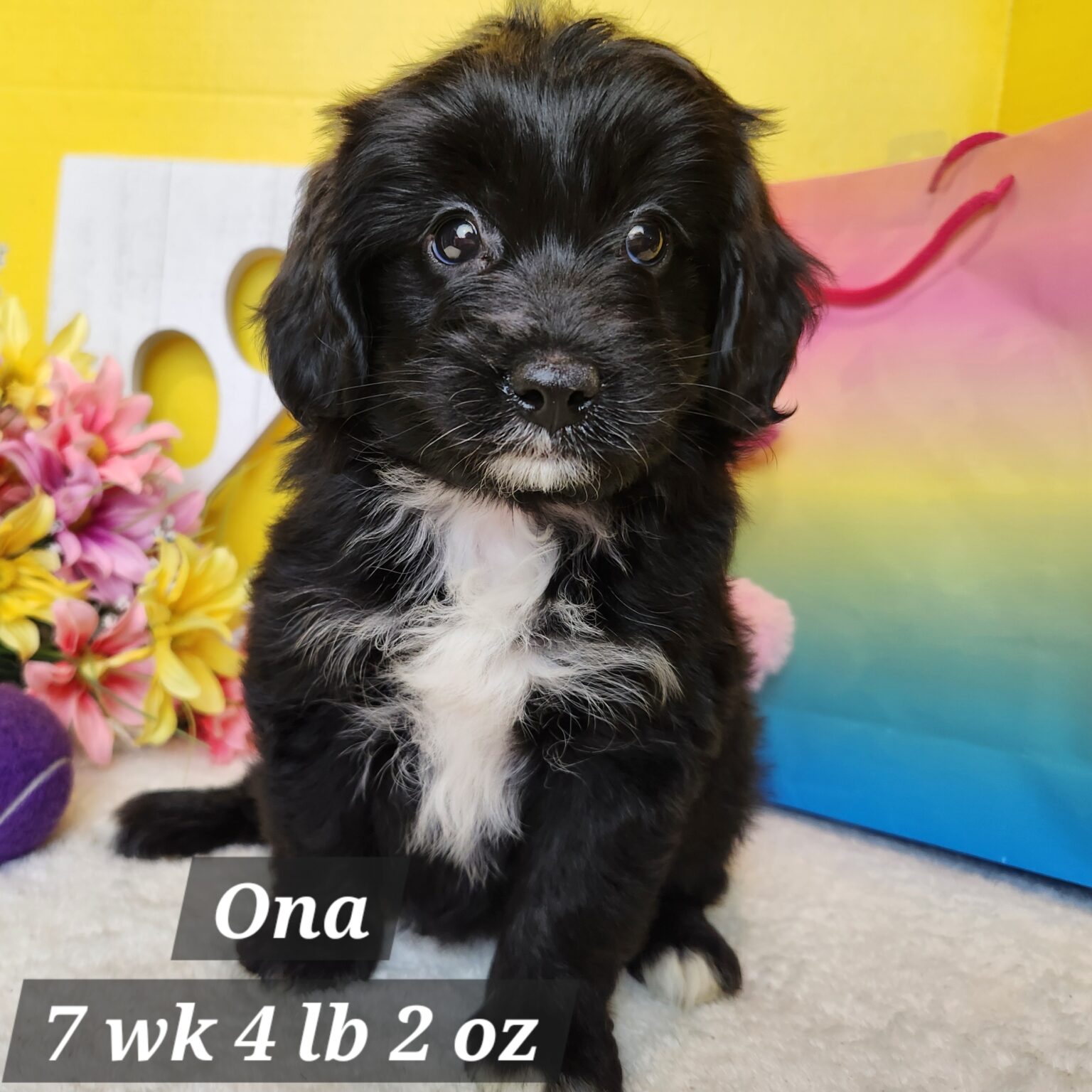 Ona