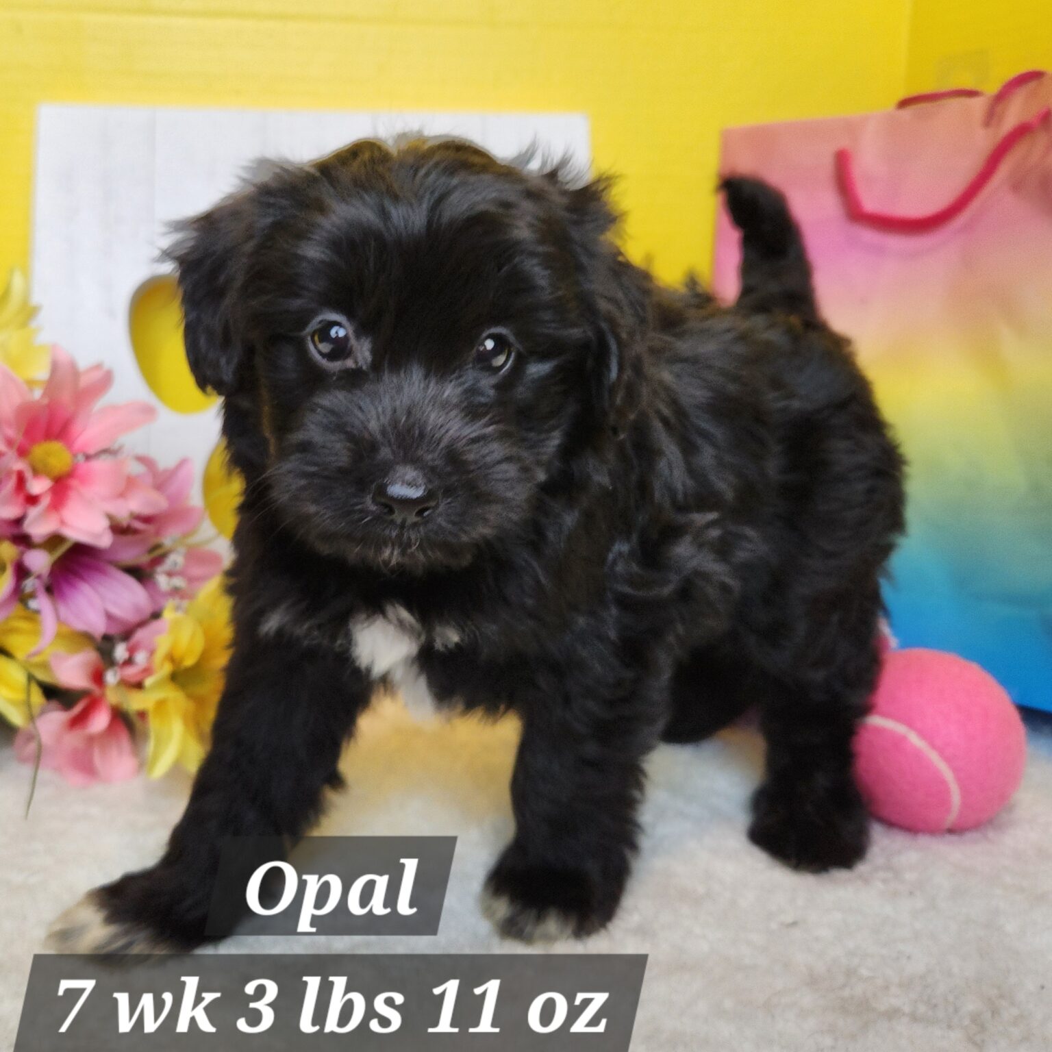 Opal