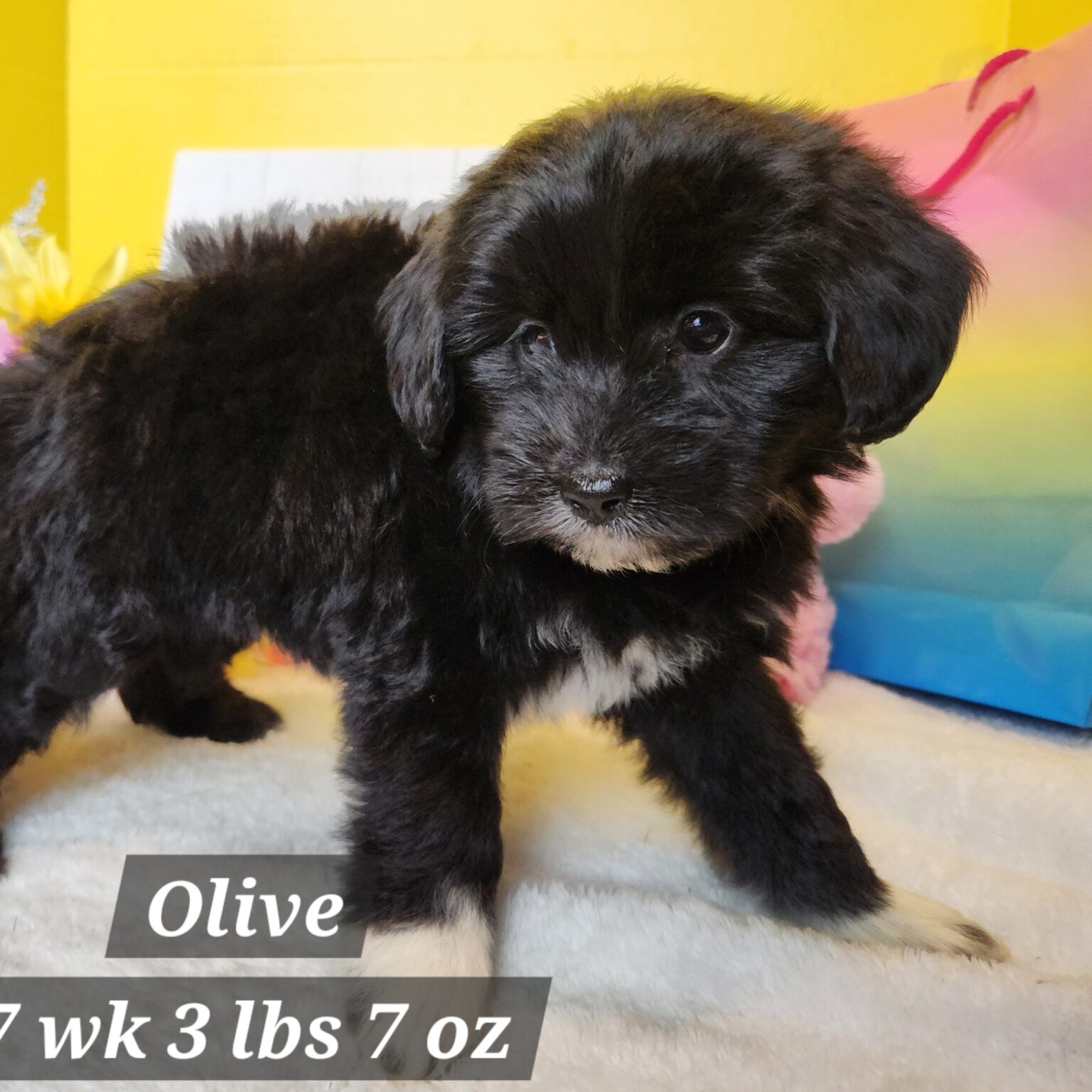 Olive