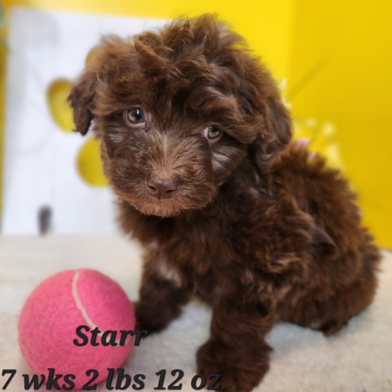 Starr