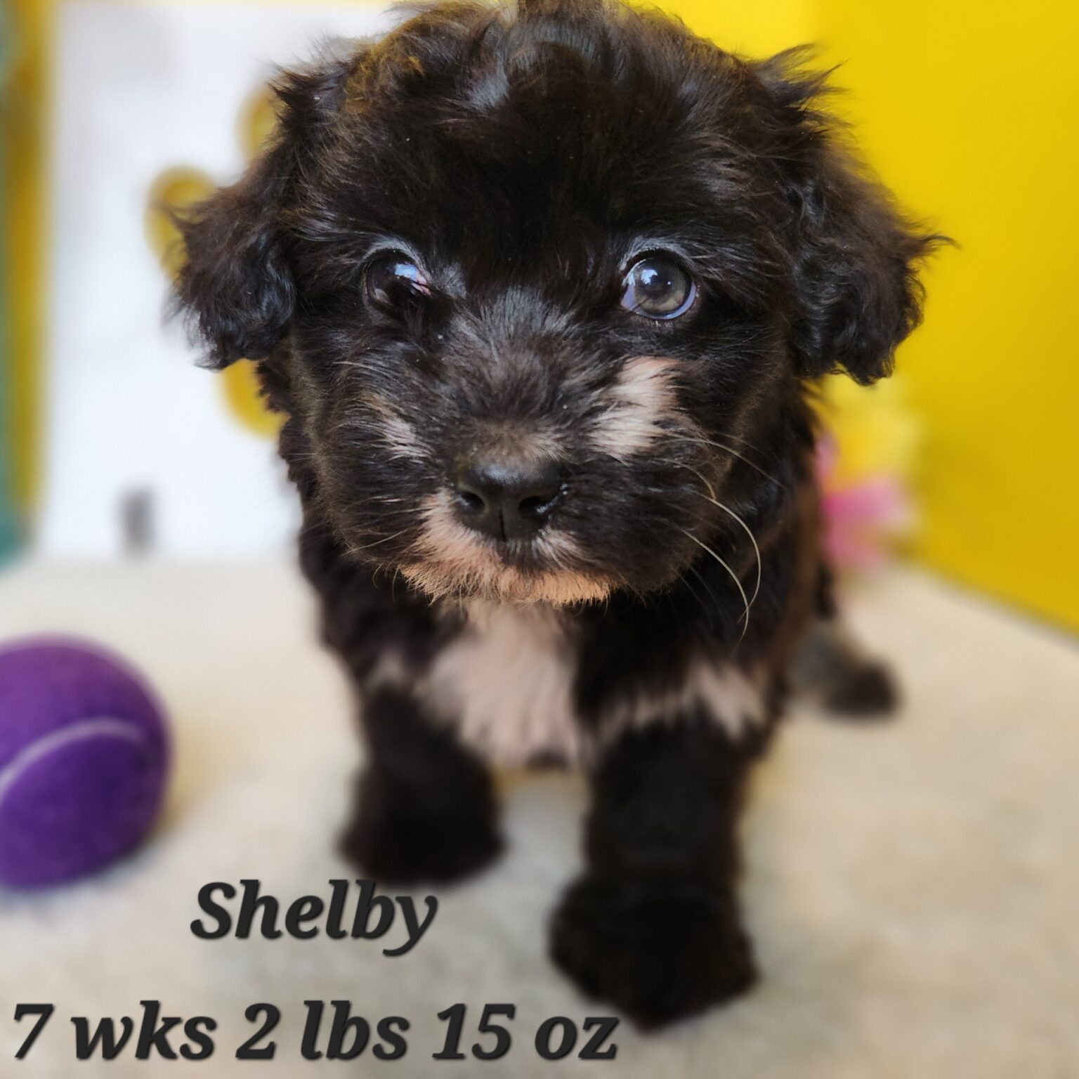Shelby
