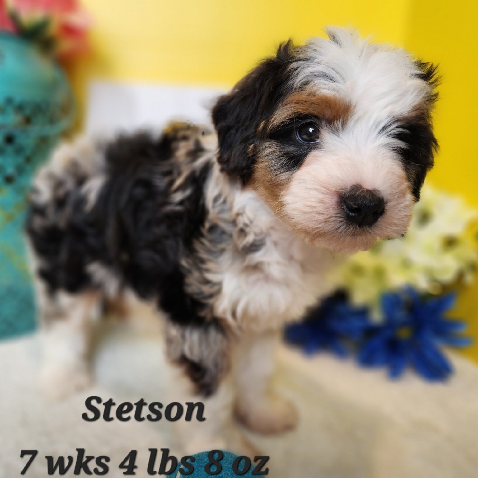 Stetson